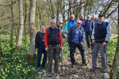 20260310 Eclépens-jonquilles